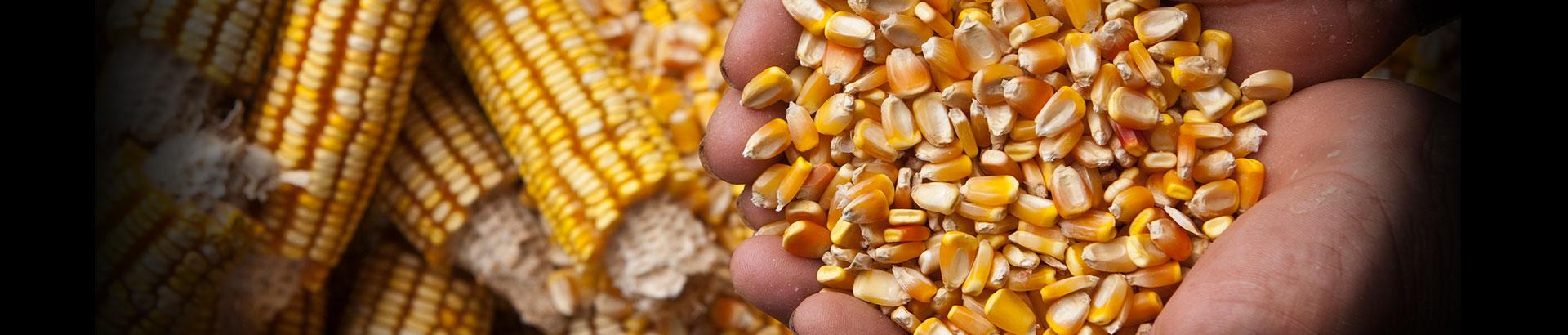 Corn