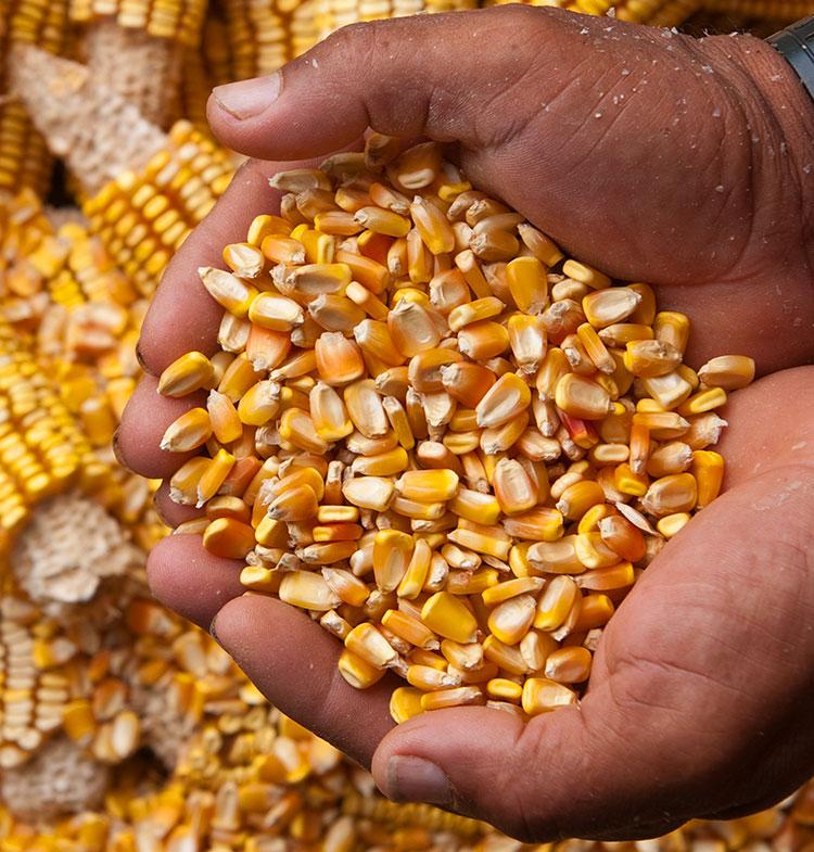 Corn